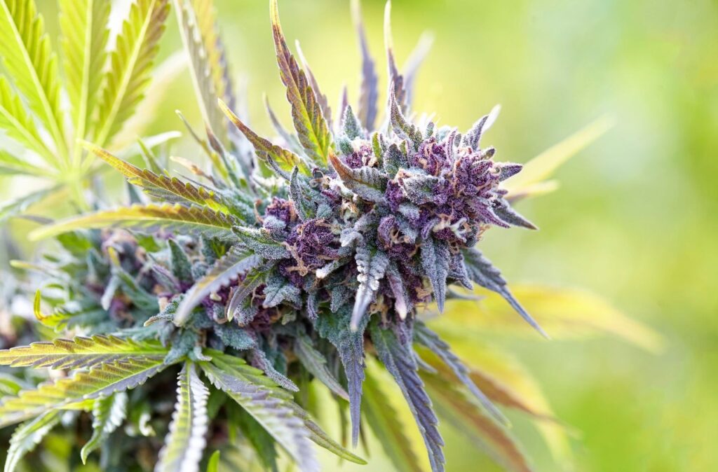 Hybrid Cannabis