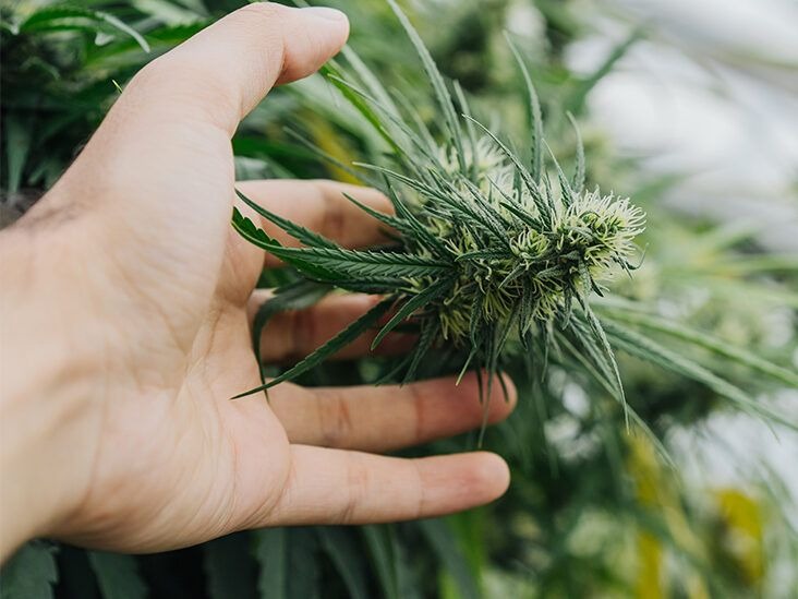 Hybrid Cannabis Strains for Beginners