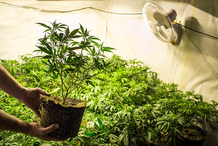 Cannabis Strain Farming