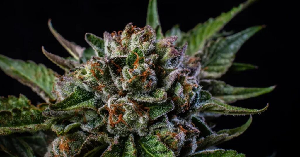 High-THC Cannabis Strains