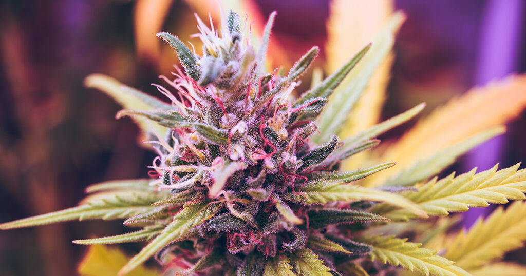Characteristics of Cannabis