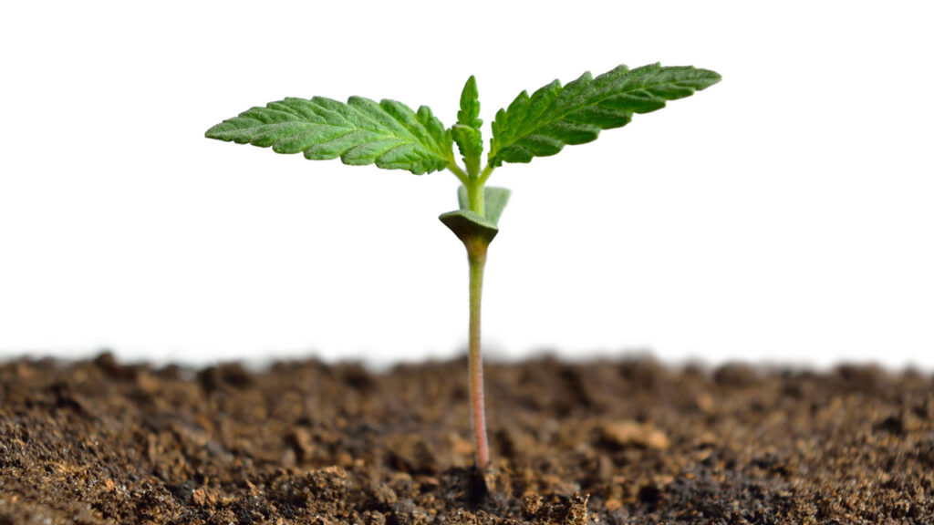 Cannabis for sleep