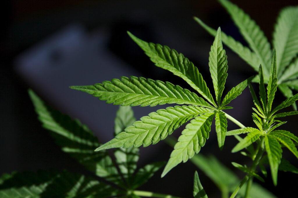 Cannabis Flowering Stage
