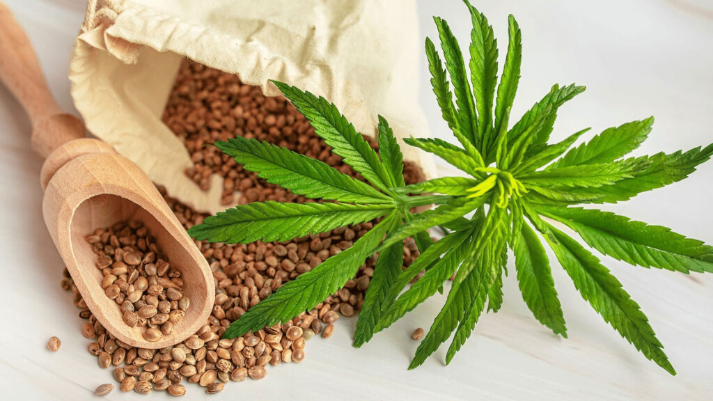 Understanding Cannabis