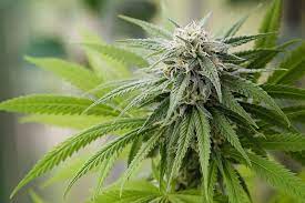 Role of Terpenes
