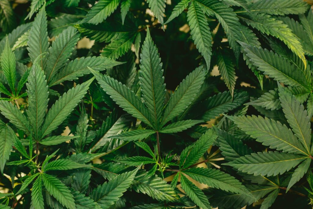 Cannabis and creativity