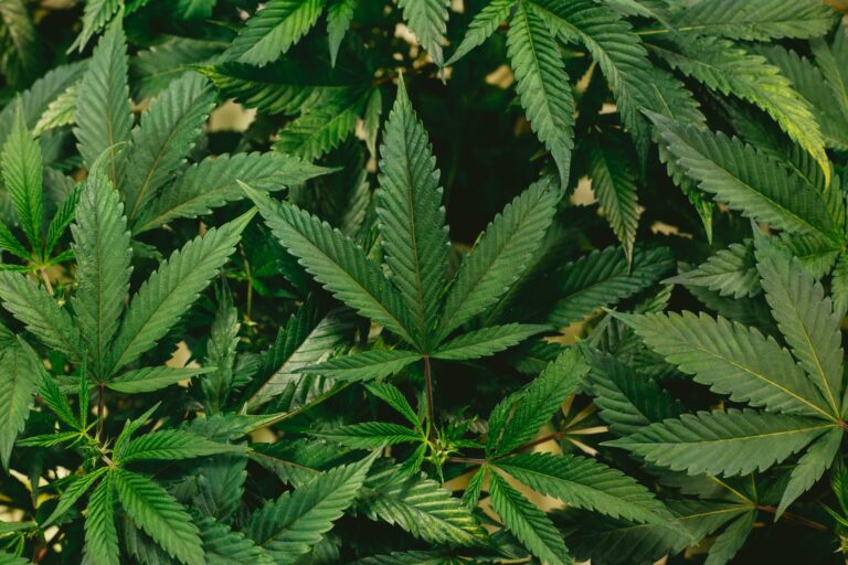Rare and Exotic Cannabis Seeds