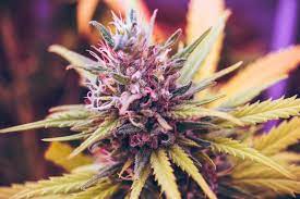 Rare and Exotic Cannabis Seeds