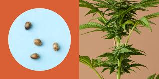 Low-THC Cannabis Seeds