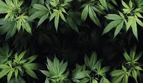 Basics of Cannabis Classification