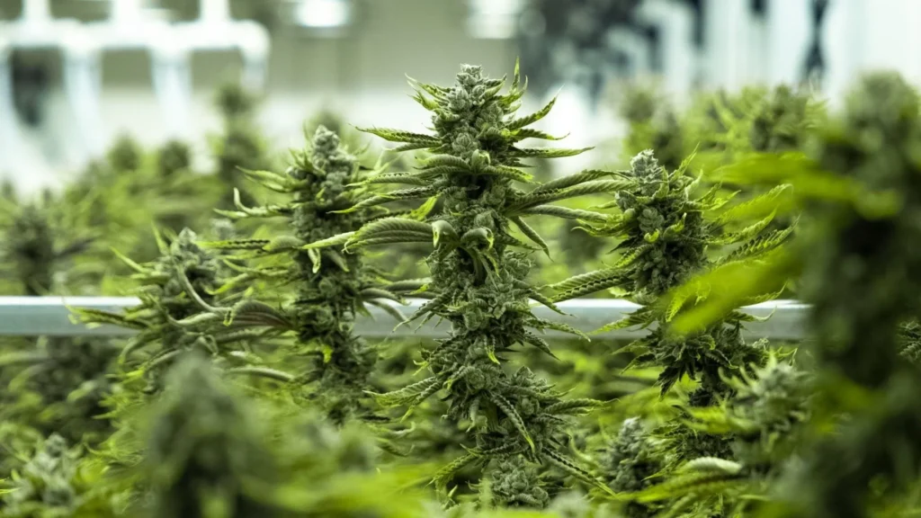 Prevent Mold and Mildew on Cannabis Plants